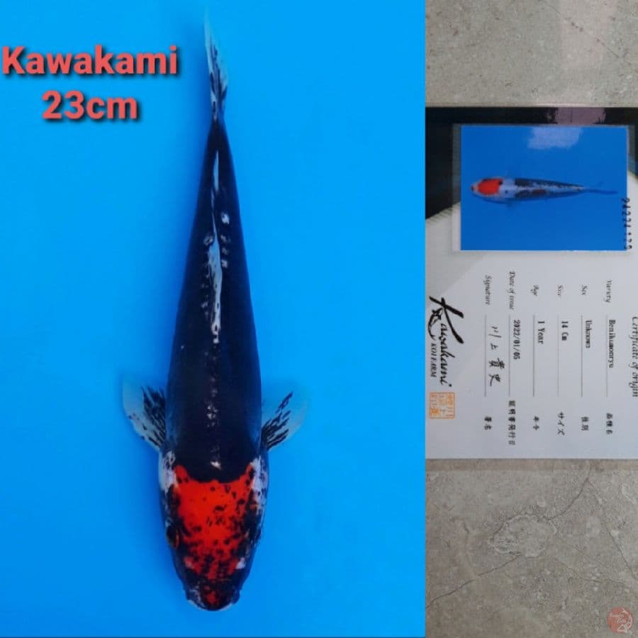 KAWAKAMI BENI KUMONRYU 23CM SERTI