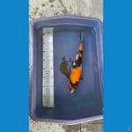 showa 34 cm