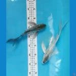 kumpay soragoi ginrin 22-25 cm