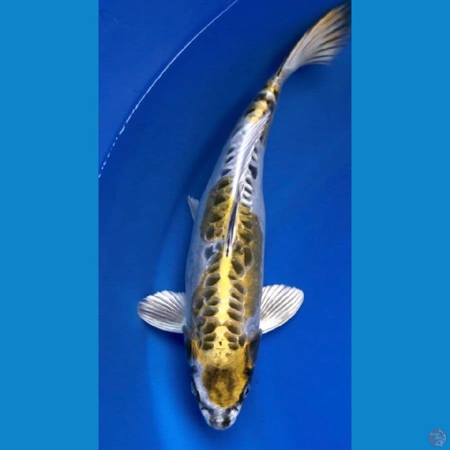 kiko gold 38cm