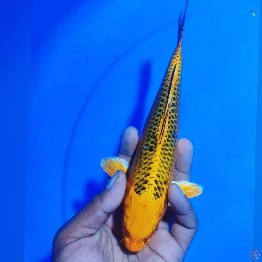 Matsuba 22cm