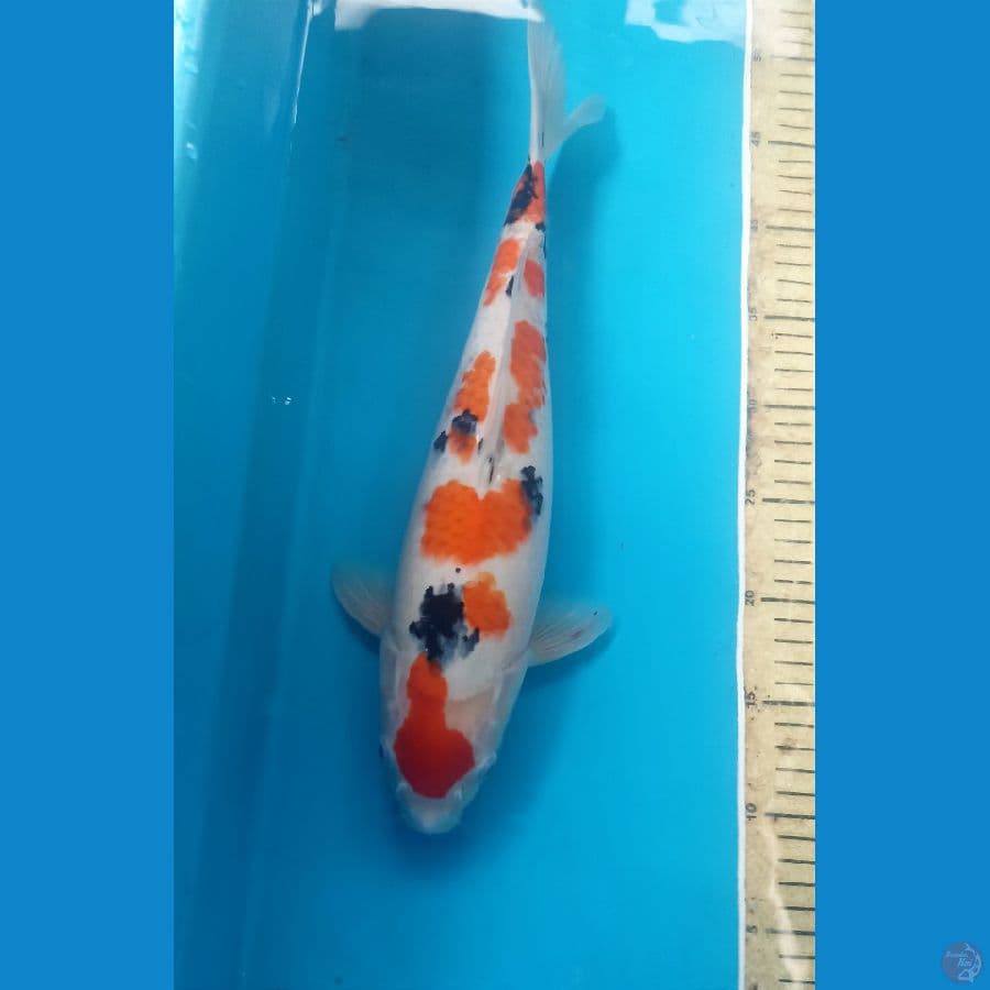 Sanke 38cm