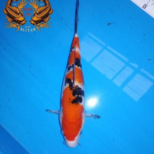 29cm Tsubosumi Sanke