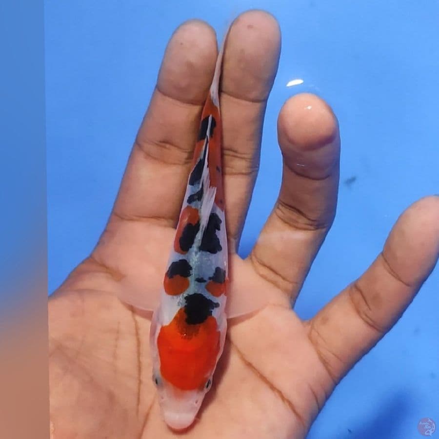 DOIDSU 13CM