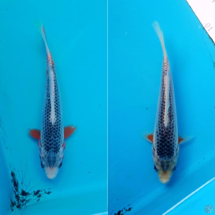 2 EKOR ASAGI 15CM