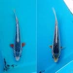 2 EKOR ASAGI 15CM