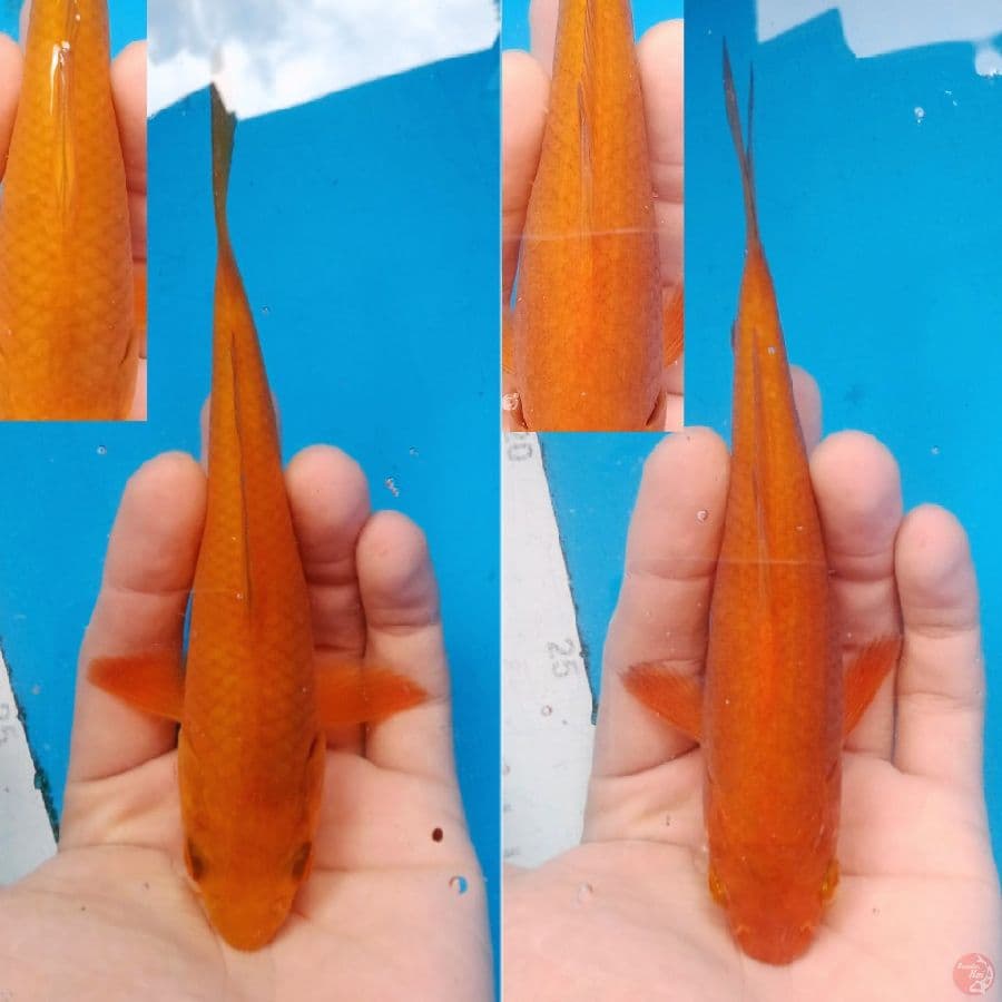 Caramel Fukurin 16-17cm