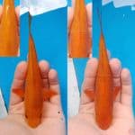 Caramel Fukurin 16-17cm