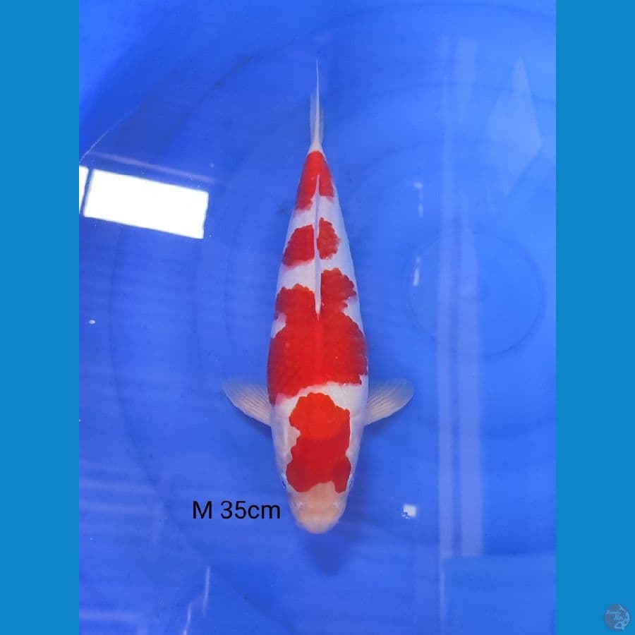 Maruten original , strong kualitas, male 35cm