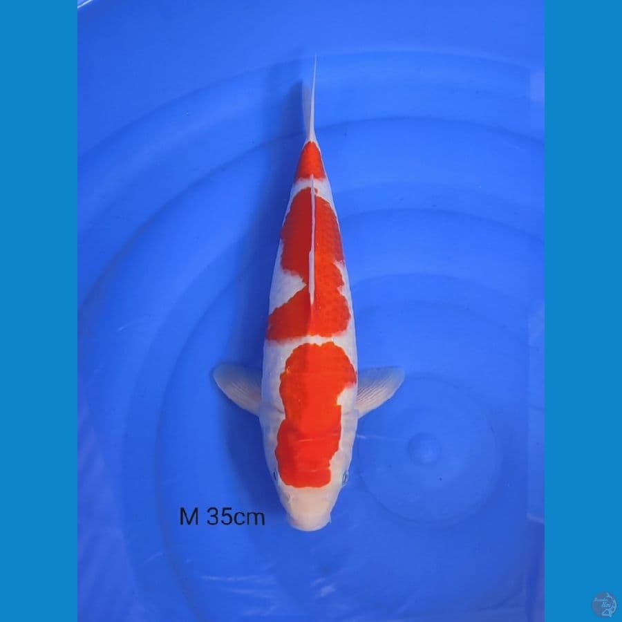 kohaku step 3 original male 