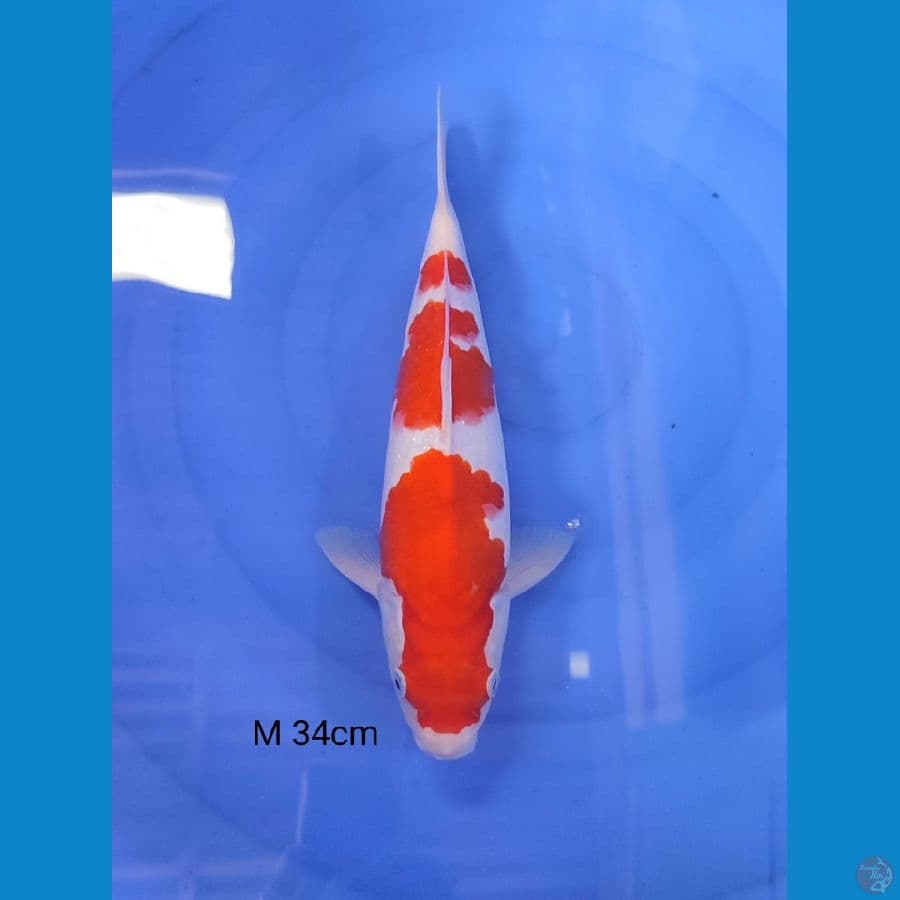 KOHAKU Male 34cm
