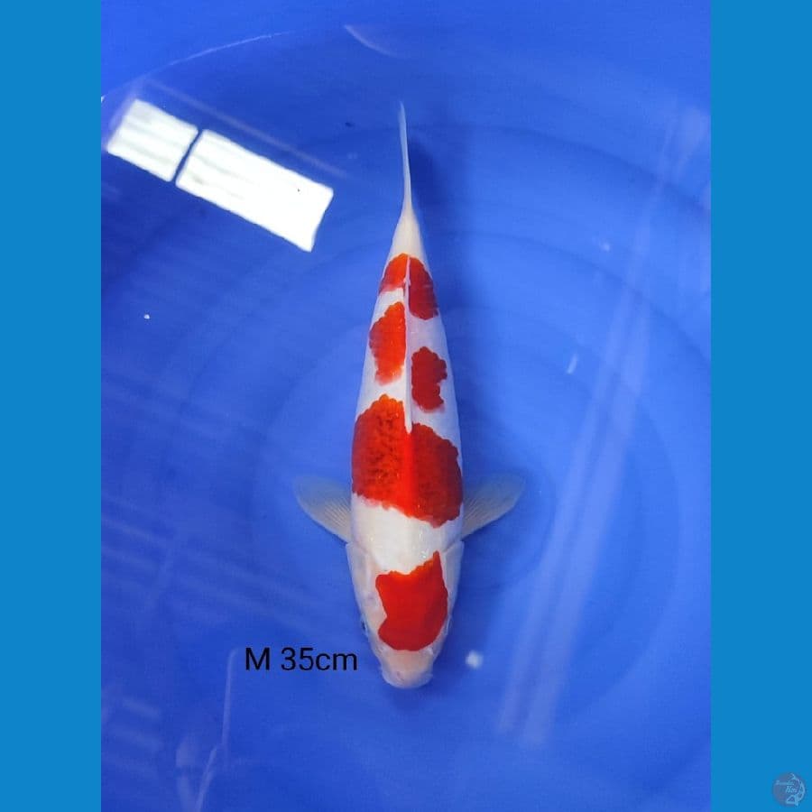ai koromo? male 35cm