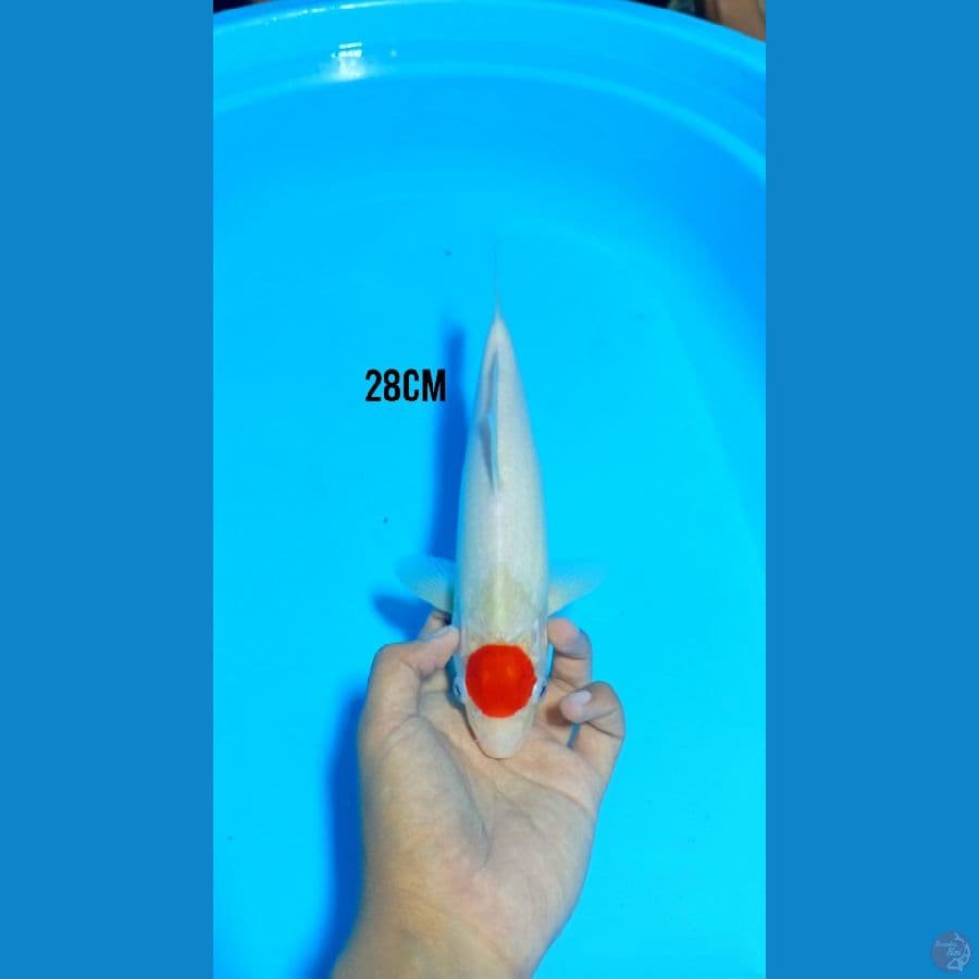 28Cm #Tancho Kohaku