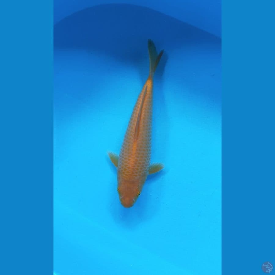KARASI CORN 26CM (MALE) 