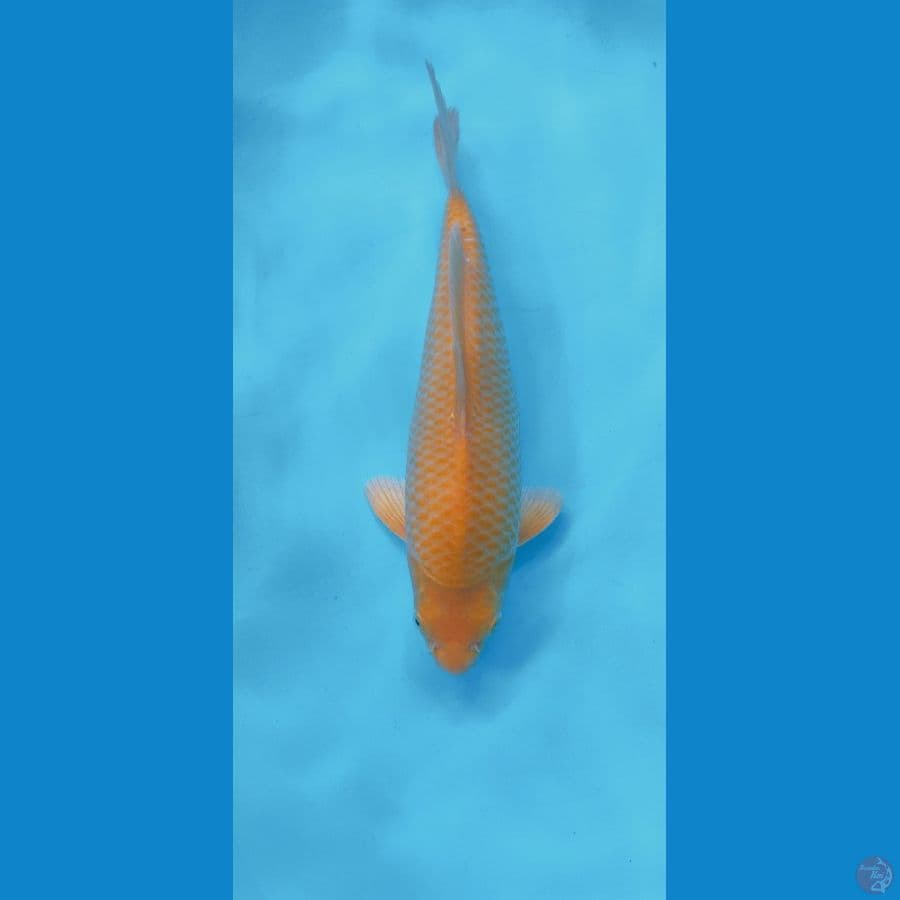KARASI CORN 28CM (MALE) 