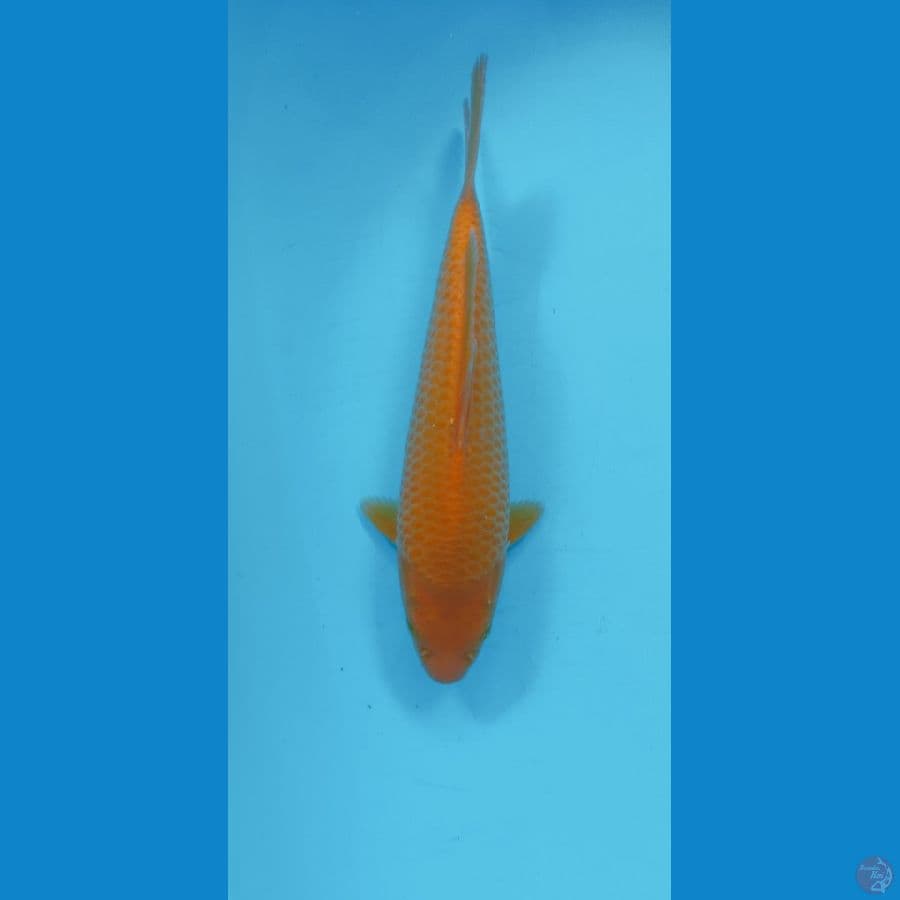 CARAMEL CORN 28CM (MALE)