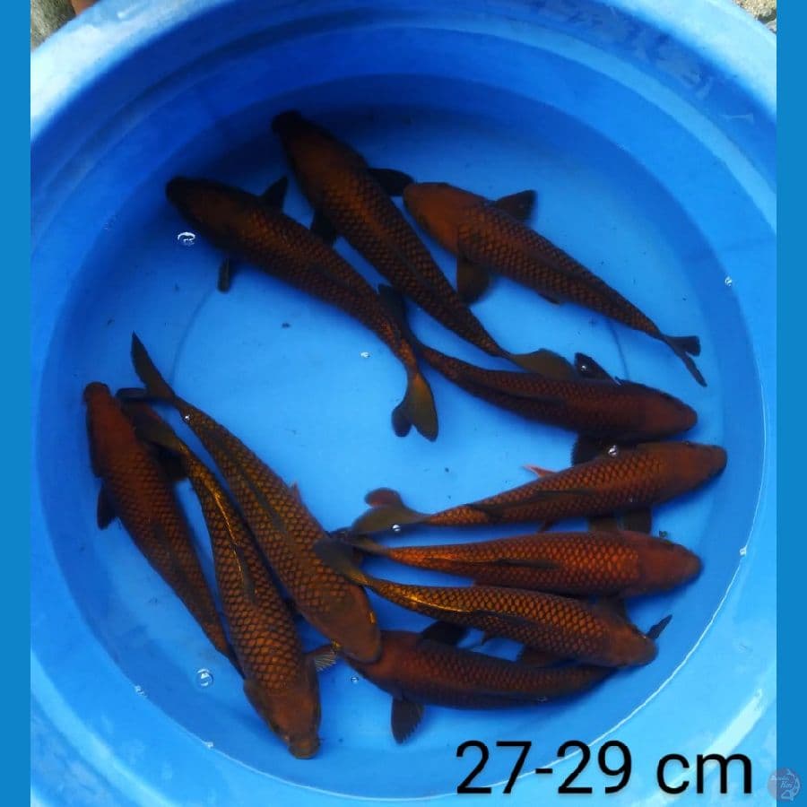 chagoi tembaga" male "27-29 cm