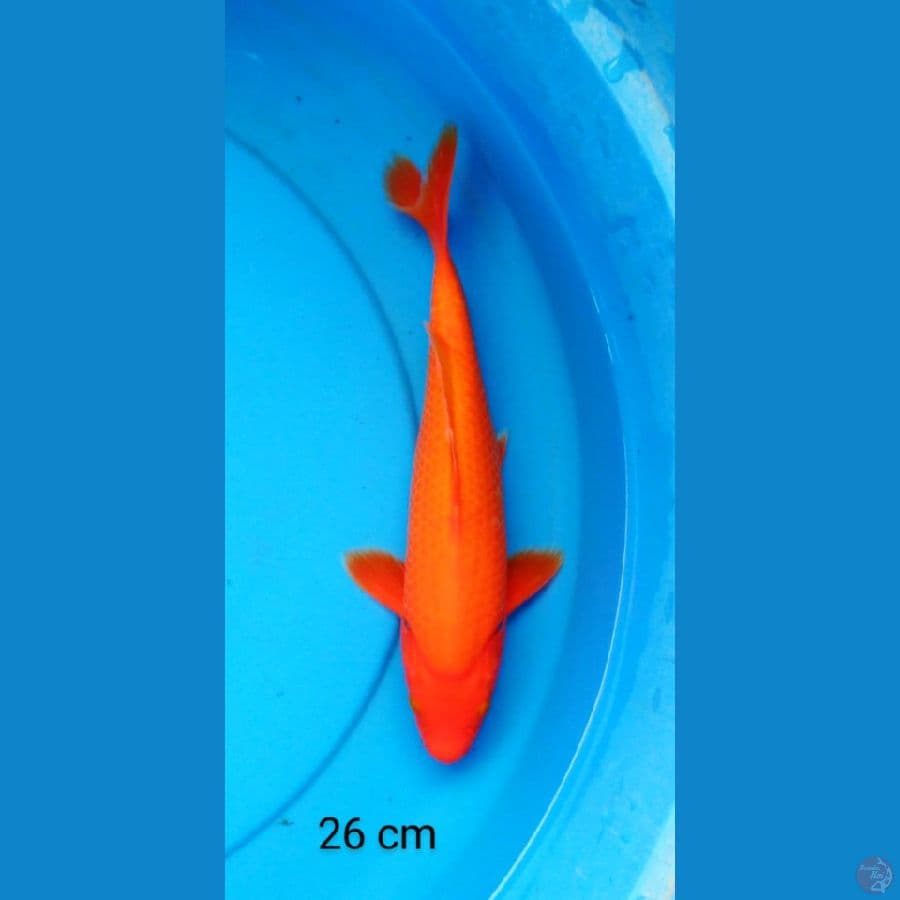 benigoi tajam 26 cm