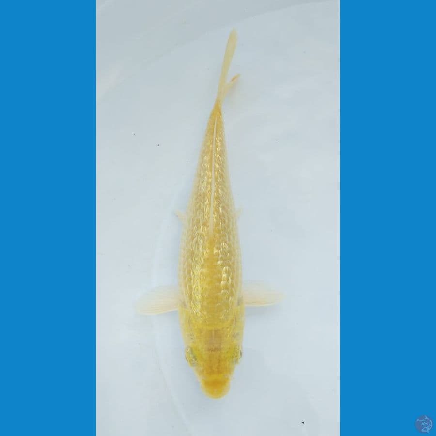 karasi ginrin 17cm