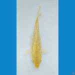karasi ginrin 17cm