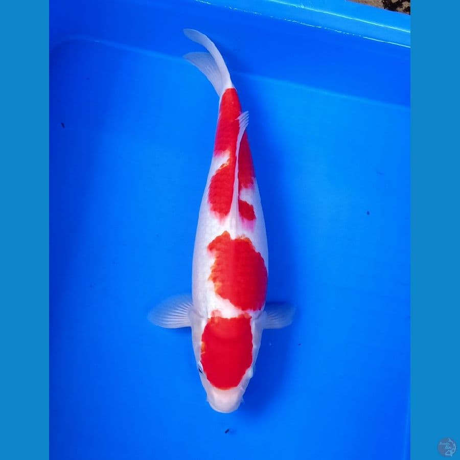 Kohaku merah jozz oriee 36cm