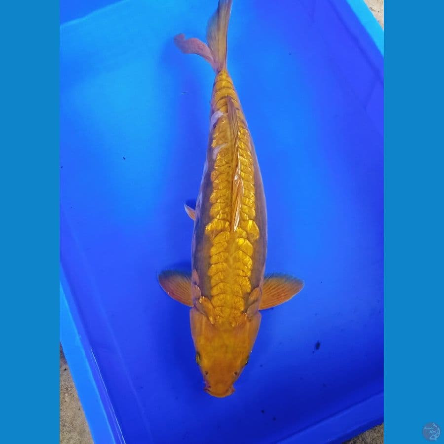 jumbo chagoii aragoke ginrin antik size 50bu