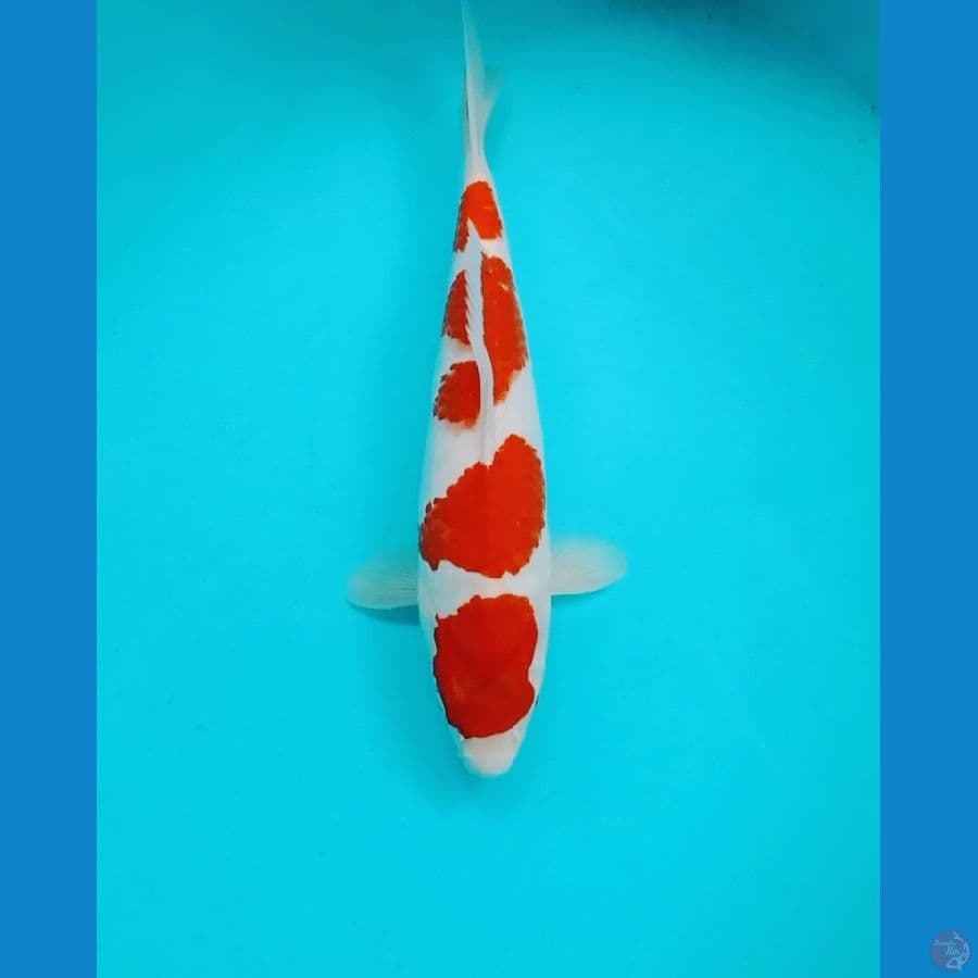 kohakuu 31cm
