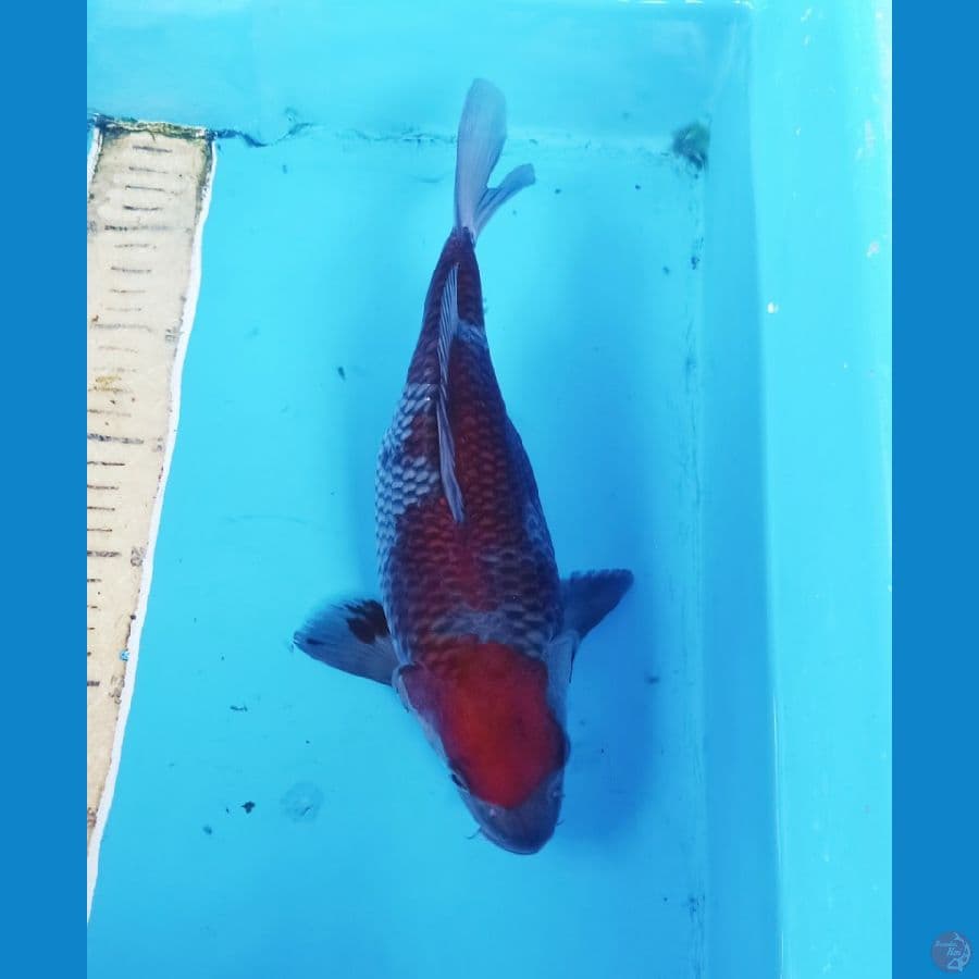 Short boddy ochiba 30cm