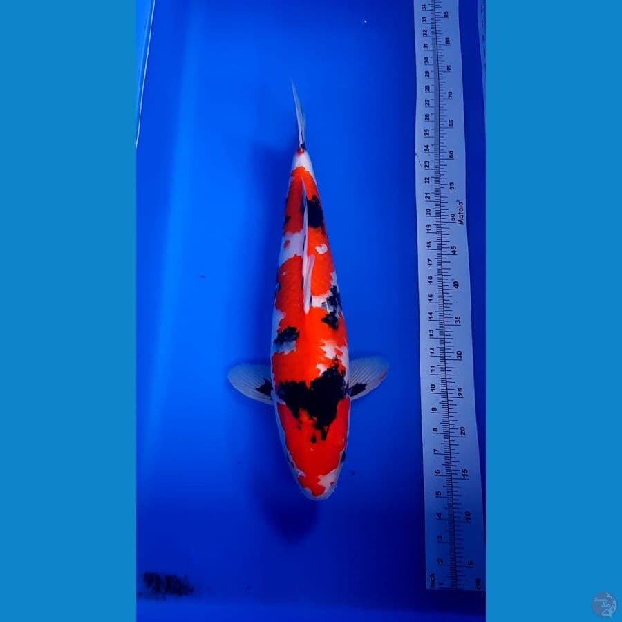 showa jumbo 59cm original KWALITAS HQ