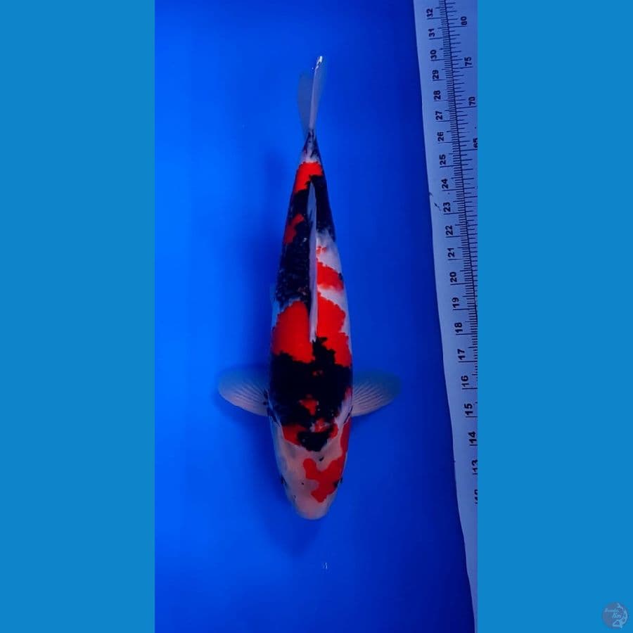 Showa male 42cm kwalitas SQ