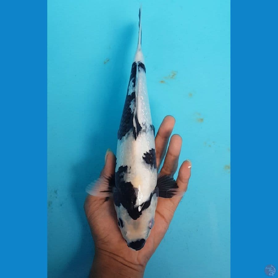 KOHAKU GINRIN 30cm
