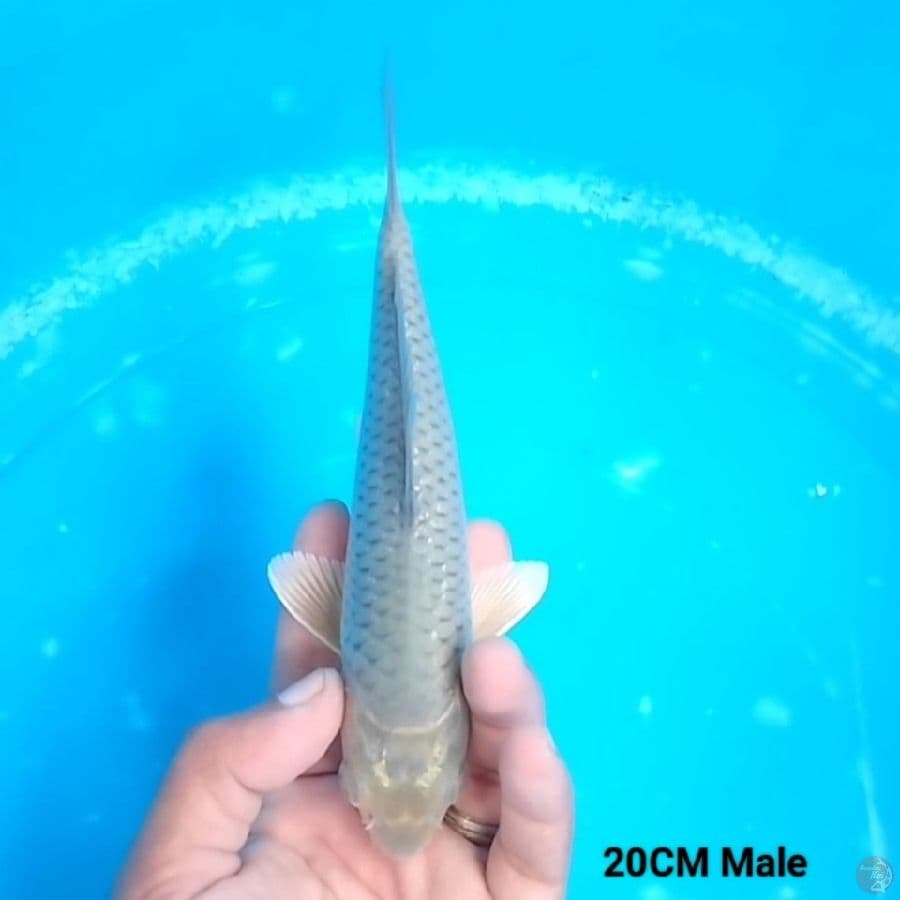 Soragoi 20CM Male