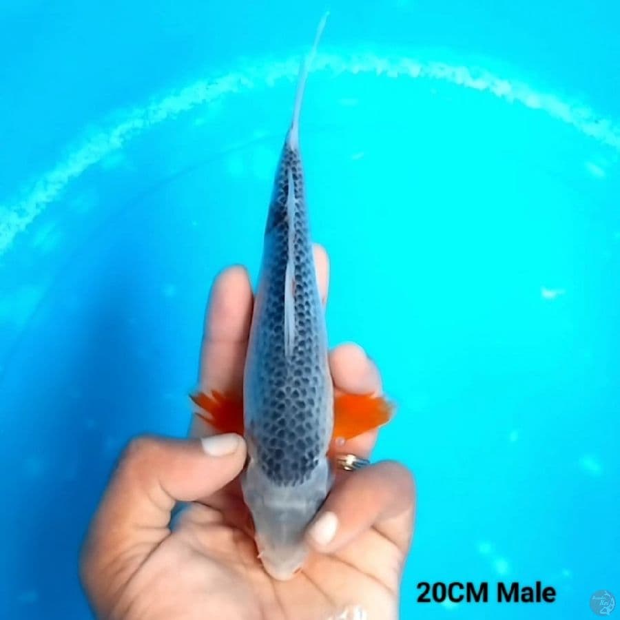 Asagi 20 Male