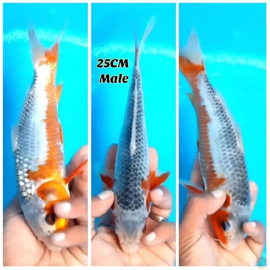 Asagi 25 Male