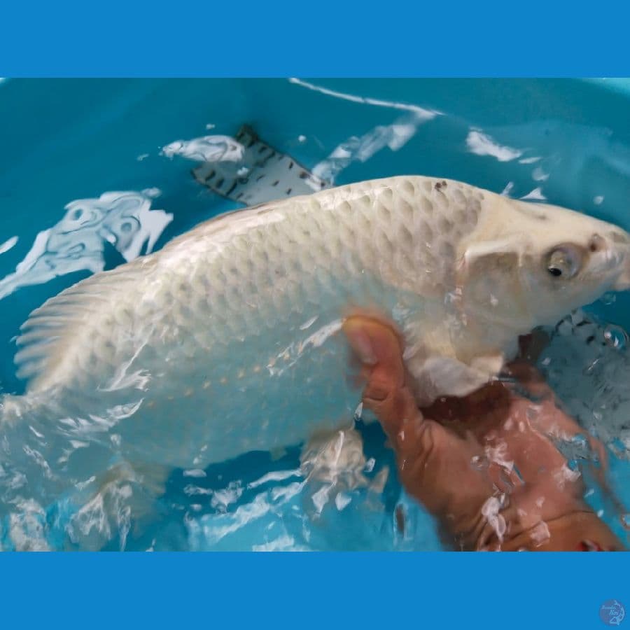 mukasi 36cm berpunuk
