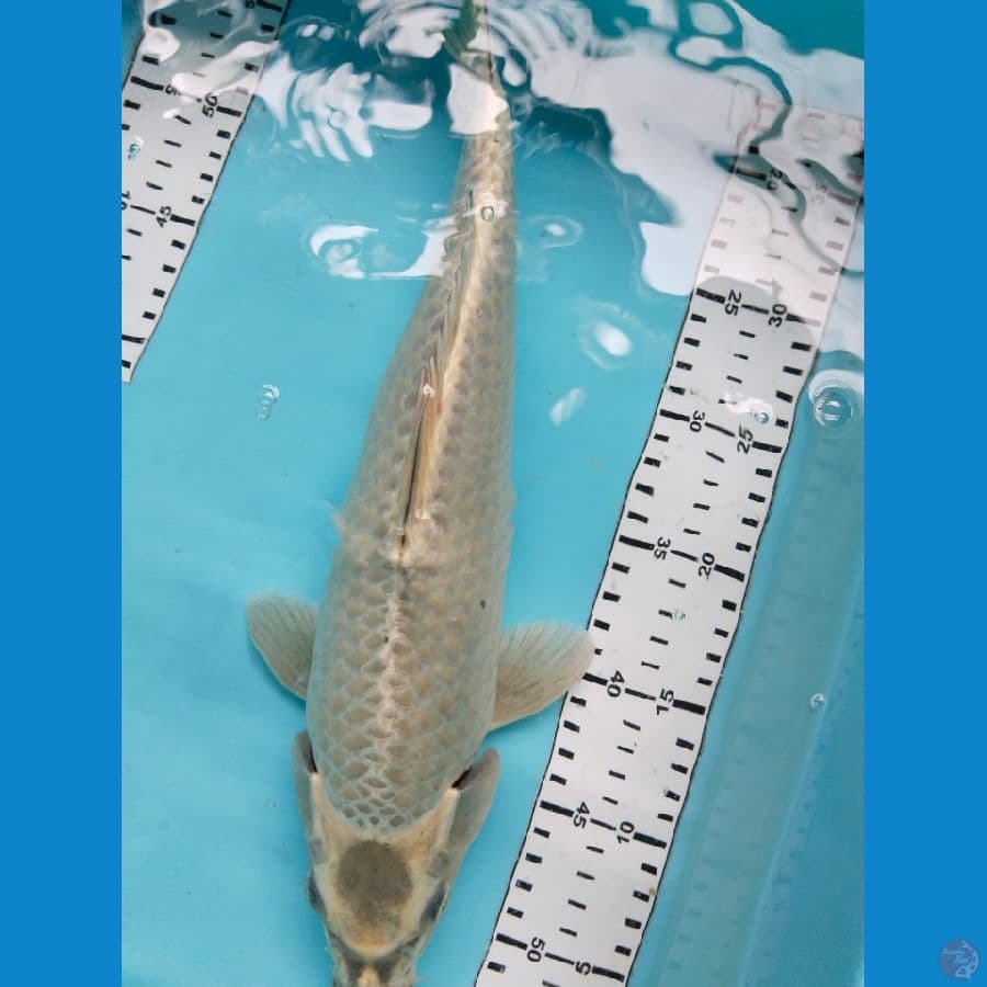 mulasi 38cm