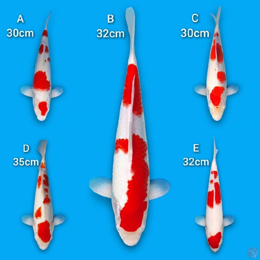 Original Kuhaku 5 Ekor