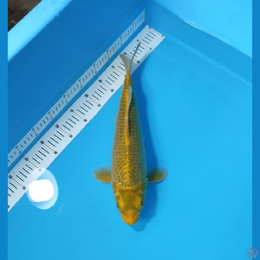 MUKASI OGON 40 CM - FEEMALE 