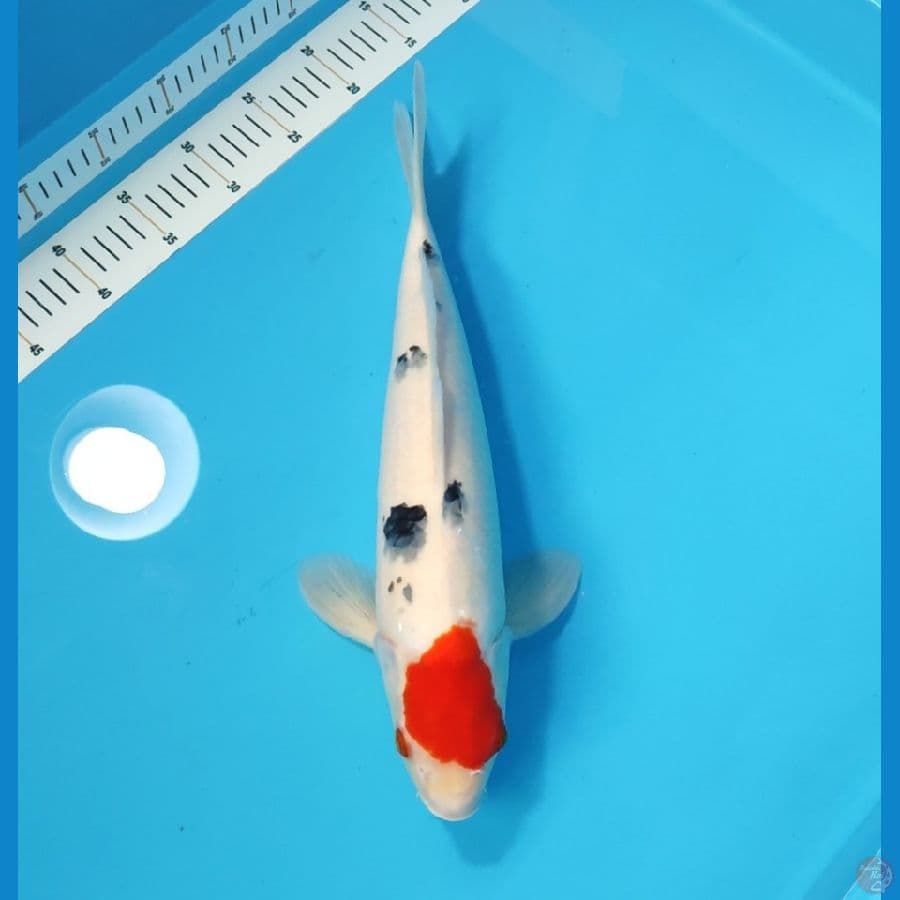 TANCHO SANKE 40 CM - FEEMALE
