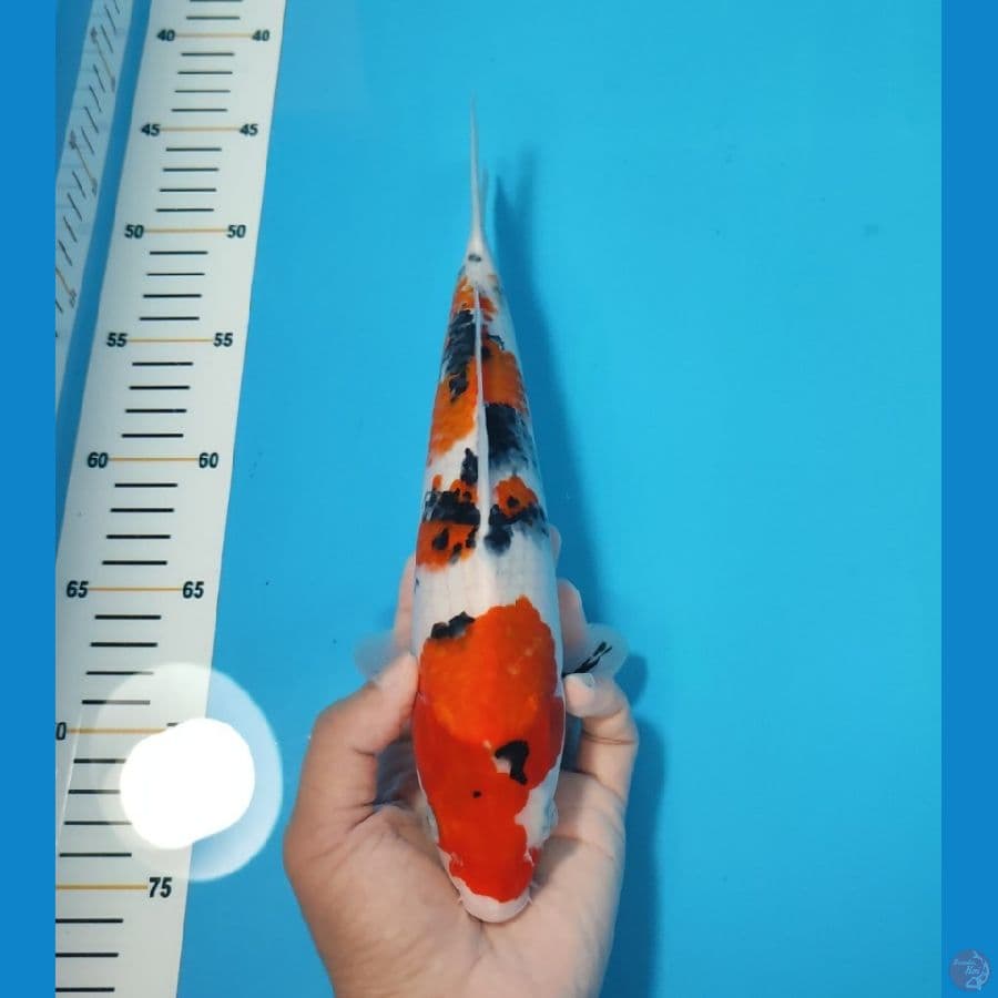 SANKE 28 CM - MALE 