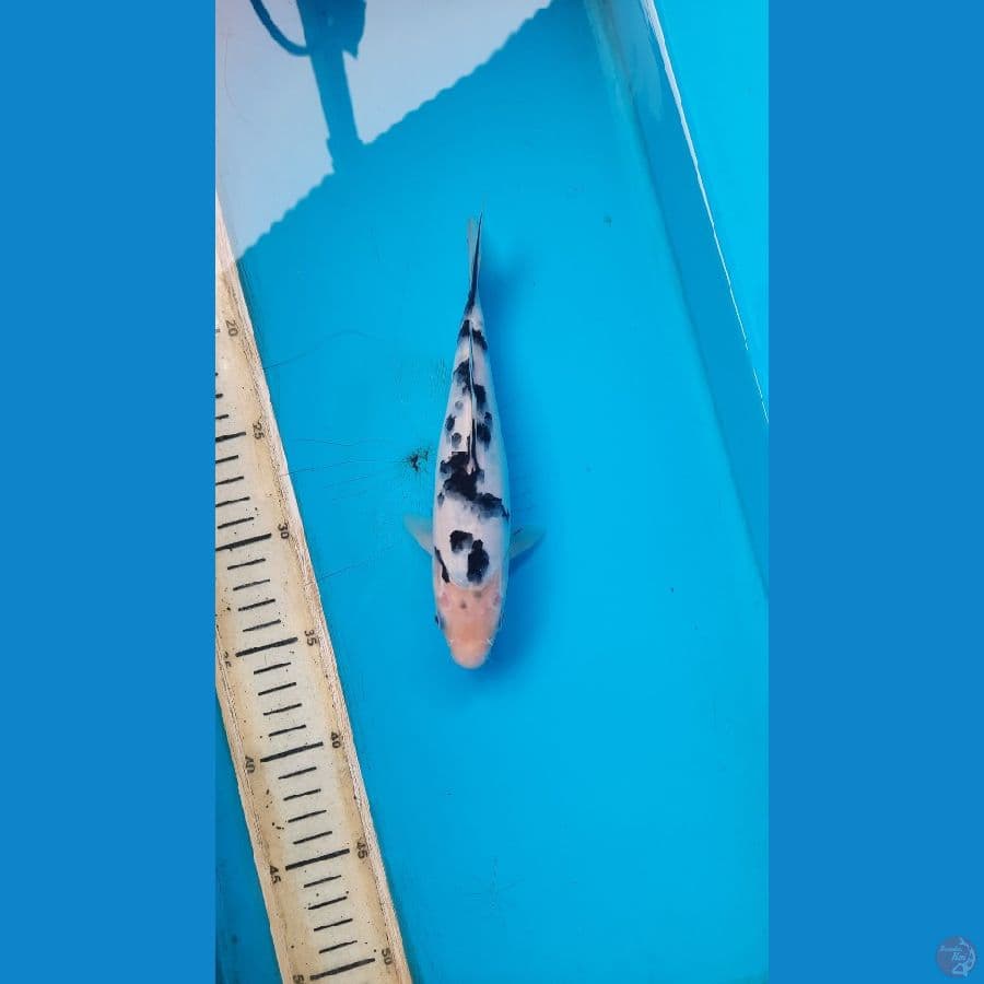 bekko 