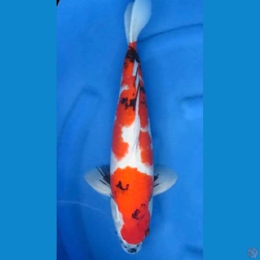 Showa Male 45Cm 