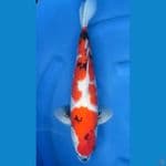 Showa Male 45Cm 