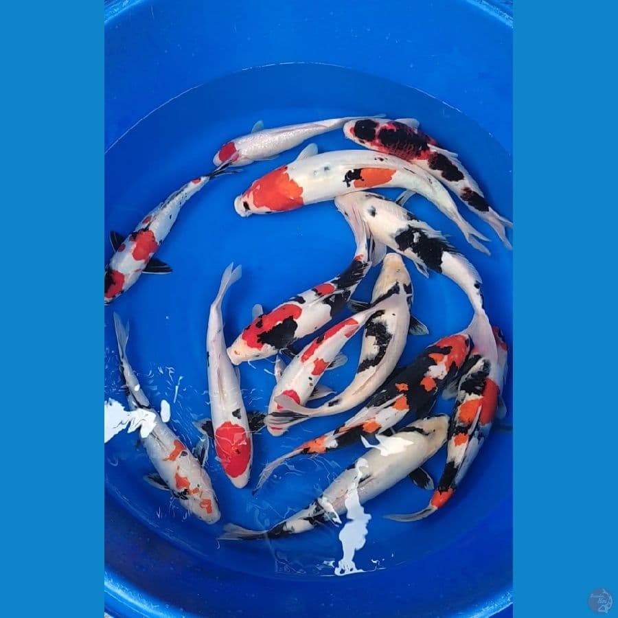 Doitsu Jumbo 30-47cm mix sisik