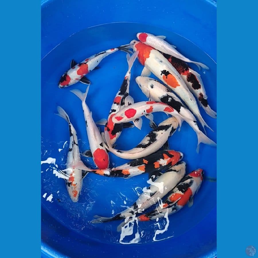 Doitsu Jumbo 30-47cm mix sisik