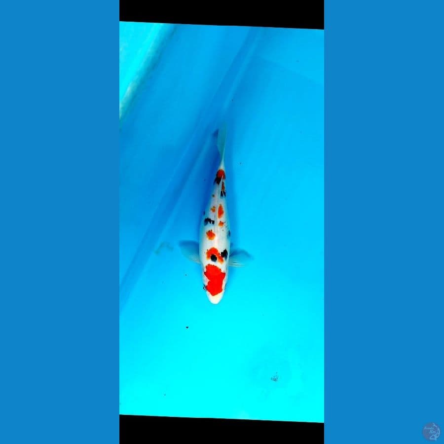 sanke 25 cm
