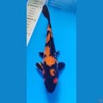 uthsuri male 25cm 