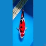 sanke doith male 25cm 