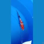 showa 15 cm