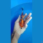showa 14 cm